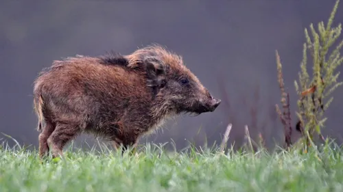 Un sanglier sème la panique dans une piscine du Cher (Photo)